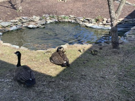 The family of geese sunbathes by the pond on April 22.