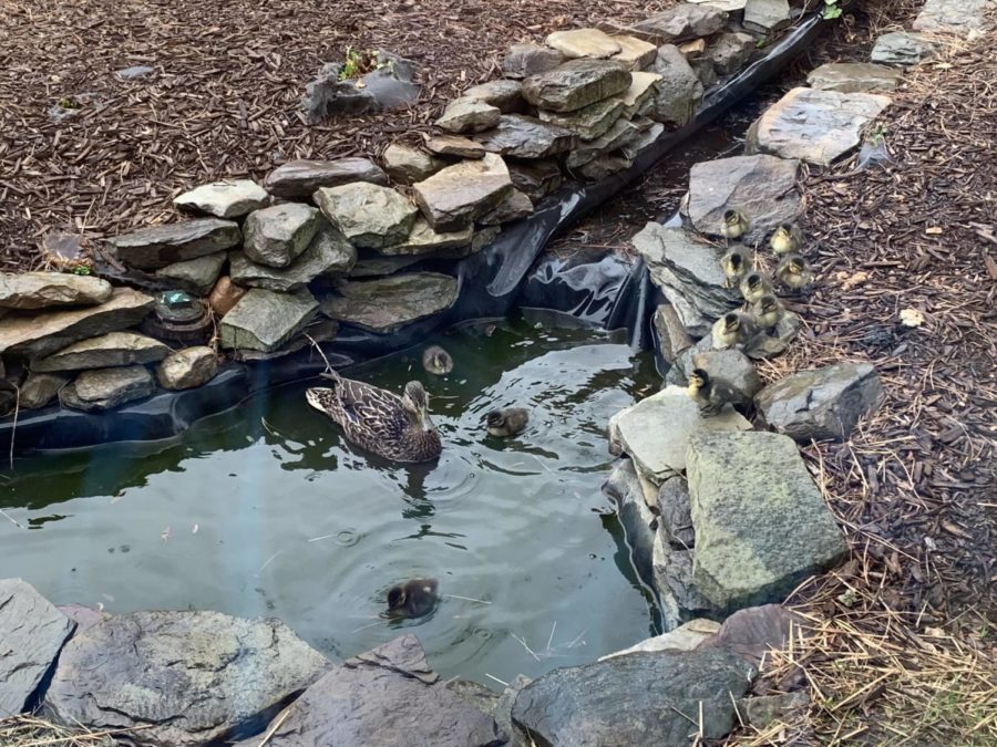 Ducklings line up for a daily swim in the courtyard pond on May 6.