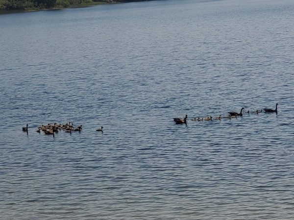 Ducks on Walnut Lake. 