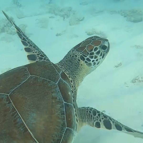 A green sea turtle off the coast of Florida. Turtles are a huge part to the oceans ecosystem and are currently endangered.