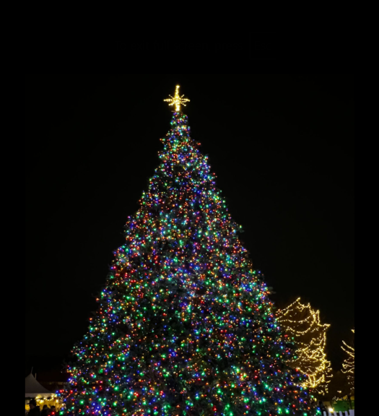 The beautifully lit Christmas tree in the center of Shain Park on Saturday evening.